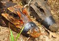 Buaya Berwarna Oranye Mungkin Akan Menjadi Spesies Baru