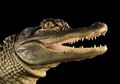 Uniknya "Perabot Kawin" Reptil, Dari Ular Berpenis Dua Hingga Aligator yang Selalu Ereksi