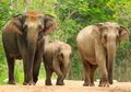 Rahasia Kemampuan Gajah Melawan Kanker Terungkap