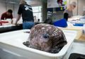 Ilmuwan Temukan 100 Spesies Ikan Langka di Jurang Australia