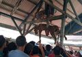 Masuk ke Rumah Warga, Harimau Sumatra Ini Mati Ditombak