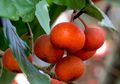 Ficus, Buah Kesukaan Orangutan Tapanuli