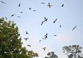 10 Destinasi Terbaik Dunia untuk Mengamati Burung
