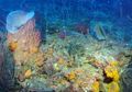 Rariphotic, Zona Laut Baru Berisi Puluhan Ikan Misterius