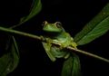 Spesies Katak Terbaru Ditemukan di Venezuela dan Kolombia
