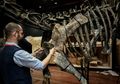 Dua Kerangka Dinosaurus Dilelang di Paris