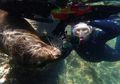 Mengunjungi Singa Laut yang Bersahabat dan Tak Takut Manusia