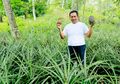 Manfaatkan Buah Nanas Terbengkalai, Ade Patas Sukses Bikin Bisnisnya Menggurita