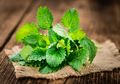 Jangan Cuma Buat Masak, Yuk Manfaatkan Daun Mint untuk Kecantikan, Banyak Khasiatnya loh!