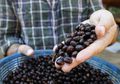 Mirip Kopi Luwak, Kopi dari Thailand Ini Justru Terbuat Dari Kotoran Gajah, Ini Rasanya!