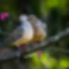 Bakal Berlimpah Rezeki, Inilah Arti Mitos Soal Burung Tekukur Menurut Primbon Jawa