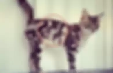 Unik! 10 Kucing ini Punya Bulu dengan Motif yang Nggak Biasa