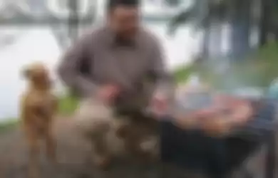 Gemash! Foto-Foto Lucu Anjing saat Meminta Makanan kepada Pemiliknya