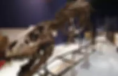 Kerangka dinosauraus Tyrannosaurus Rex berjenis kelamin perempuan dan sudah berusia 67 juta tahun dipamerkan Museum Nasional Sejarah Alam di Paris, 24 Mei 2018. 