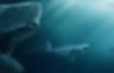 The Meg