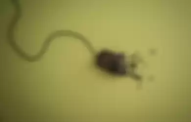 computer Mouse Broken
