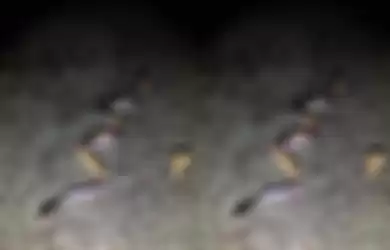 Sejumlah katak tertangkap kamera menunggang ular piton. 