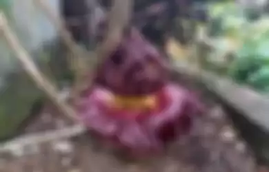 Bunga Bangkai Tumbuh di Perkarangan Rumah, Ini Dia Perbedaannya dengan Rafflesia!