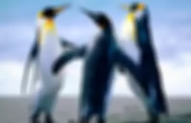 Penguin