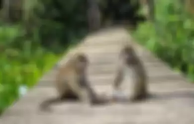 Monyet-Monyet Manja