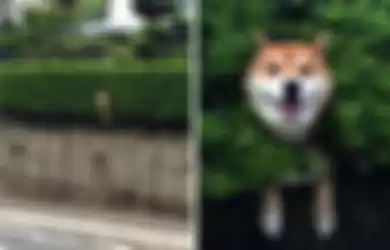 Bikin Ketawa, Ini 4 Foto Yang Menampilkan Tingkah Kocak Anjing Peliharaan