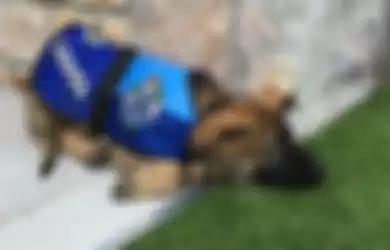 Viral, Anjing Polisi Ini Dipecat kerena Terlalu Baik! Setelah Dipecat, Anjing Ini Bisa Kerja di Tempat Lain