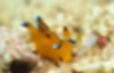 Pikachu Laut