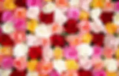 Jangan Salah Pilih Bunga Mawar untuk Dekorasi Hari Valentine! Beda Warna Beda Arti