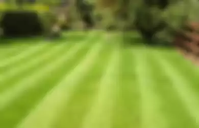 Tips Membasmi Gulma pada Rumput di Taman