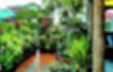 Menyejukkan Balkon Rumah dengan Taman Euphorbia