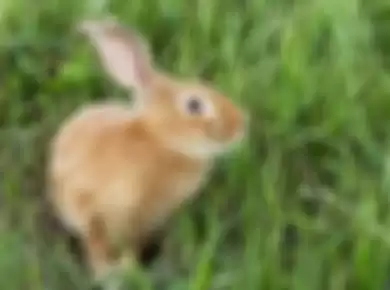 Merawat Hewan Peliharaan, Ajarkan Anak Cara Pelihara Kucing hingga Kelinci Ini