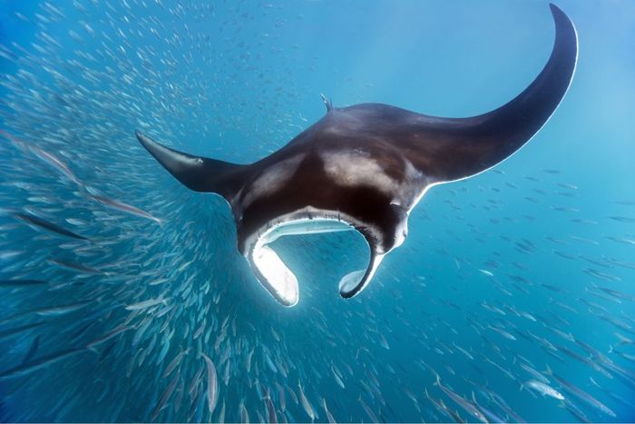 Ikan Pari Manta