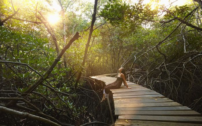 Hutan bakau