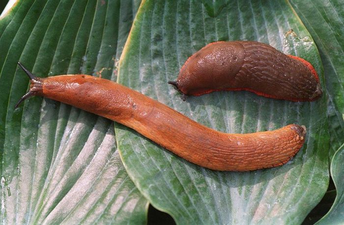 Siput