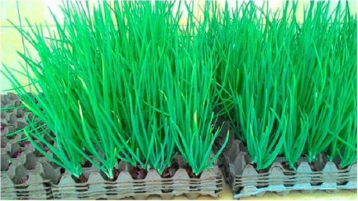 Daun tumbuh setelah beberapa hari