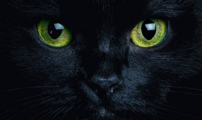 ilustrasi Blackie