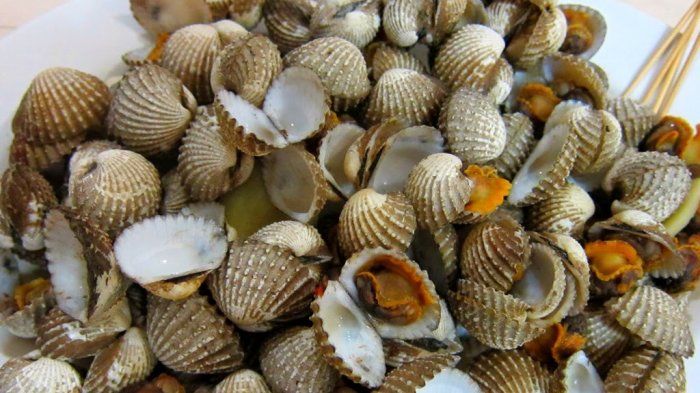 Kerang Darah