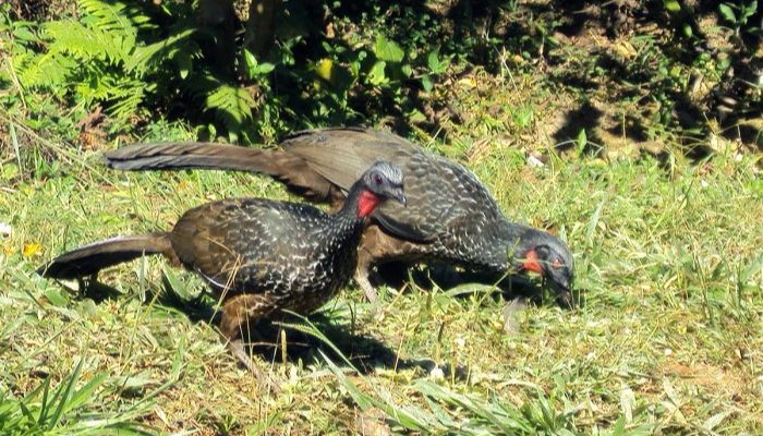 Burung Jacu