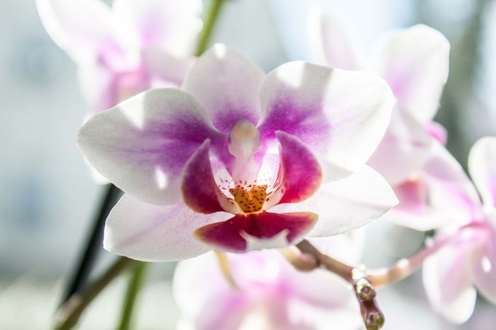Anggrek phalaenopsis