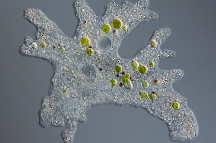 Amoeba