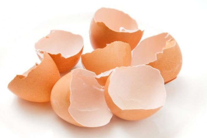 kulit telur untuk menyuburkan tanaman