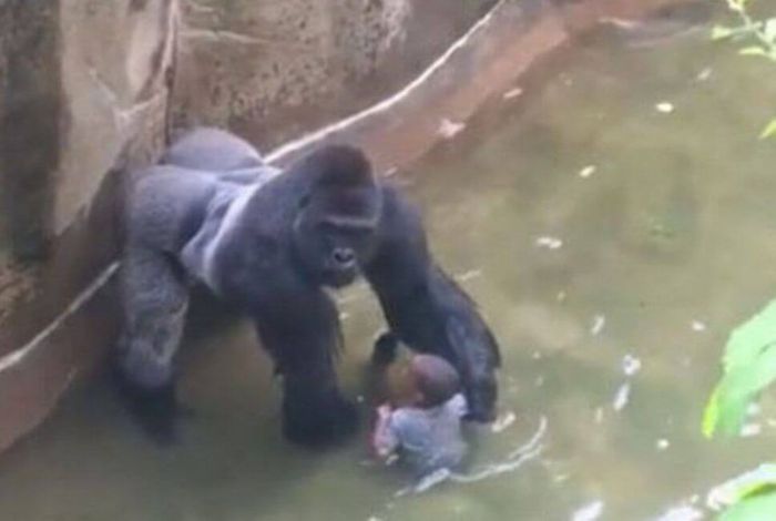 Bocah jatuh ke kandang gorila