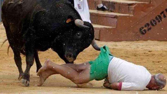 Diserang banteng