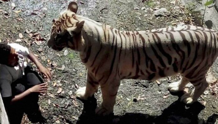 Pria jatuh ke kandang harimau putih