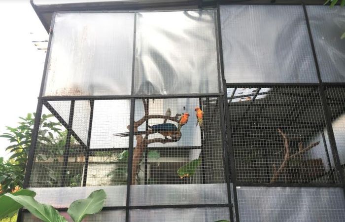 Burung-burung Raffi Ahmad