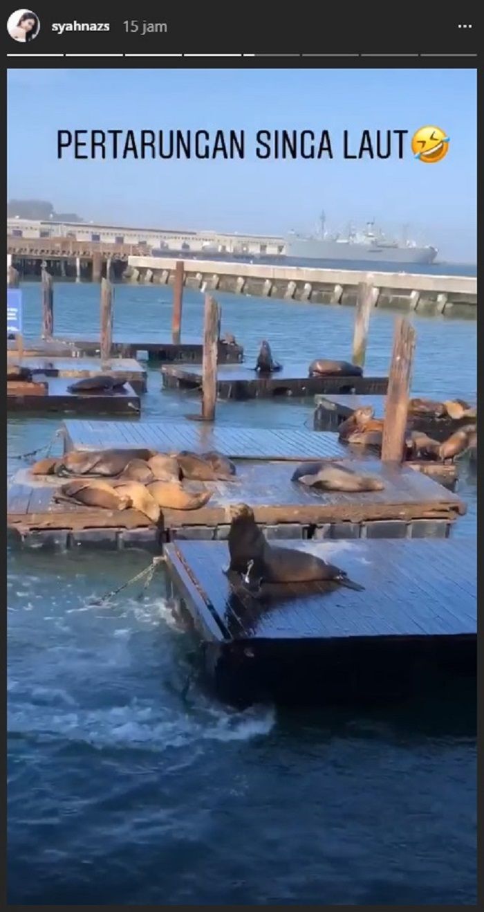 Syahnaz melihat singa laut