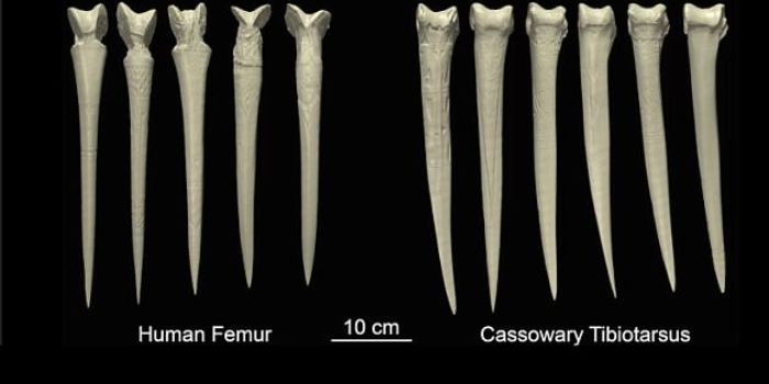 Belati tulang paha manusia di banding tulang burung kasuari