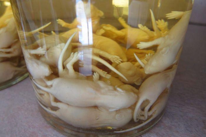 Arak beras bayi tikus