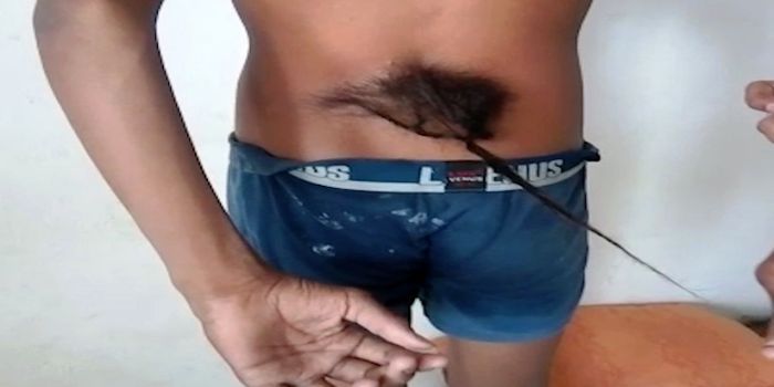 Ekor Sohail sesungguhnya adalah rambut sepanjang 45,7 cm