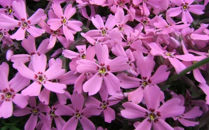 Wild Ground Phlox (GardenerDirect.com)